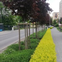 Zieleń przyuliczna